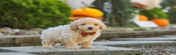 Maltipoo dogs for sale: Archie - Ad 8