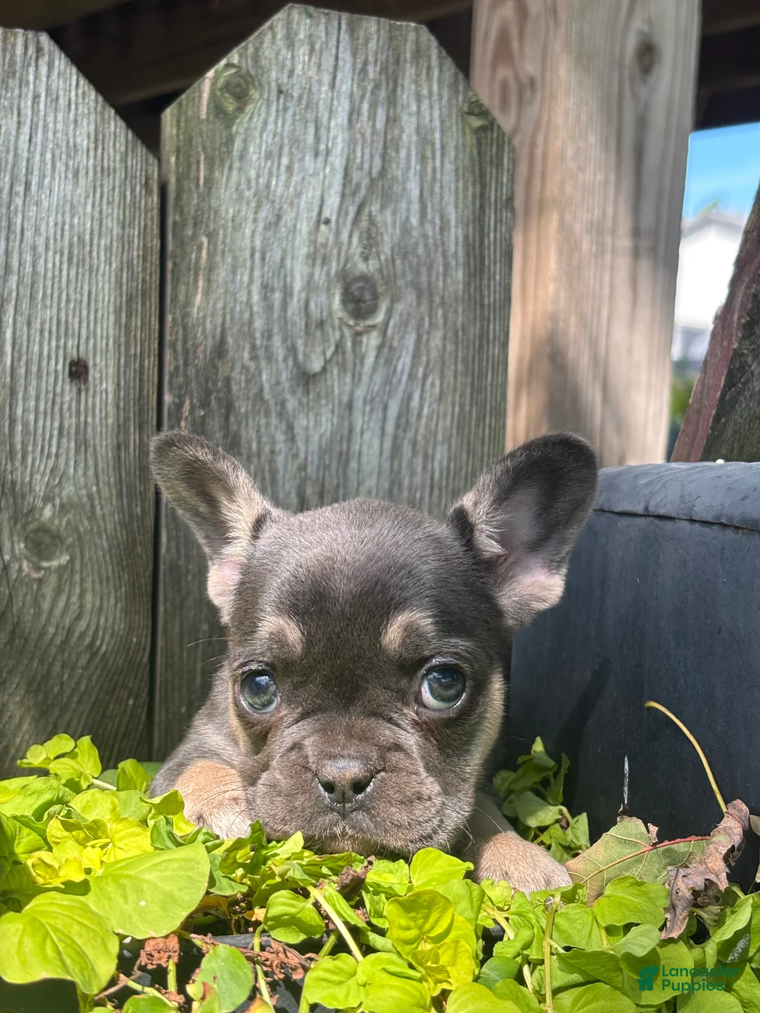 French Bulldog dogs for sale: Khloe - Ad 3