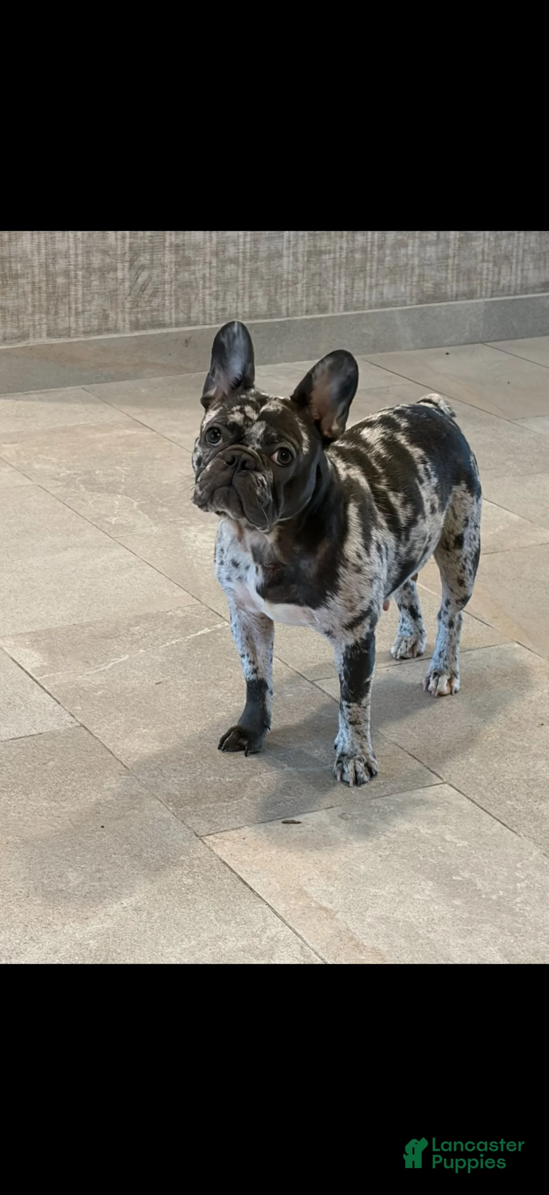 French Bulldog dogs for sale: French Bulldog 4 - Ad 2
