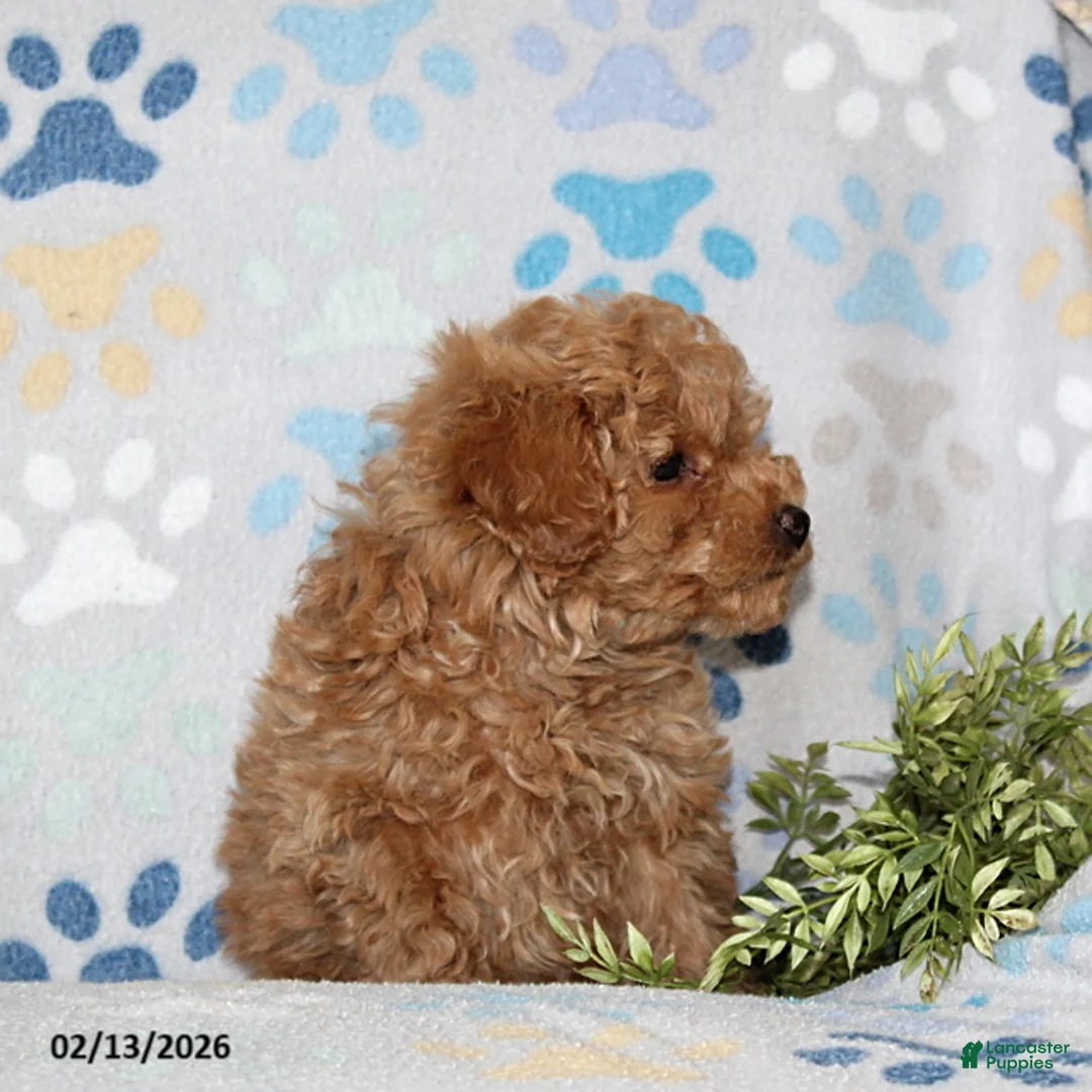 Toy Poodle dogs for sale: Tanner - Ad 3