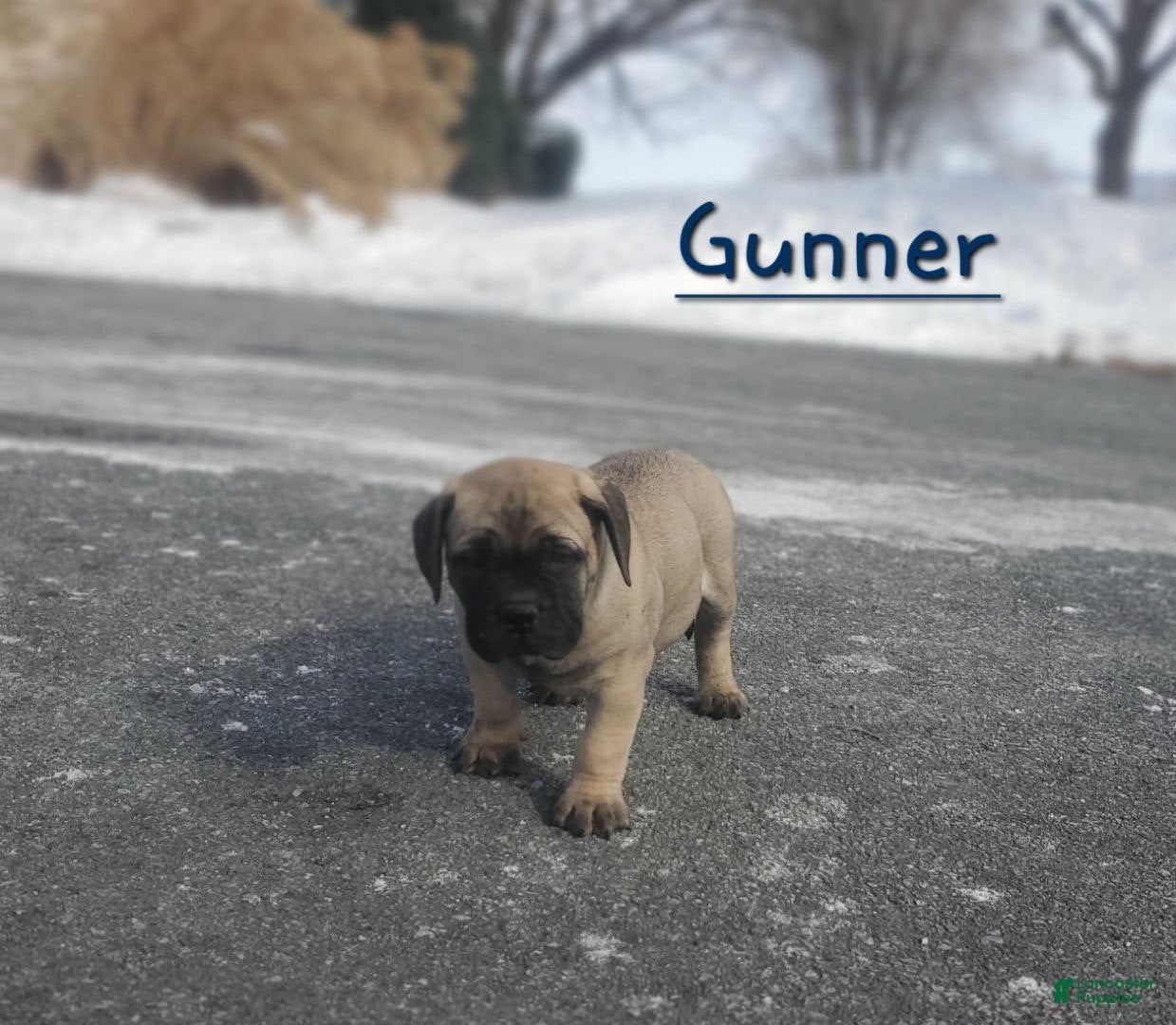 Bullmastiff dogs Gunner - Ad 2