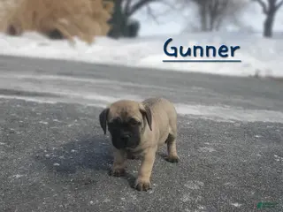 Bullmastiff dogs Gunner - Ad 2