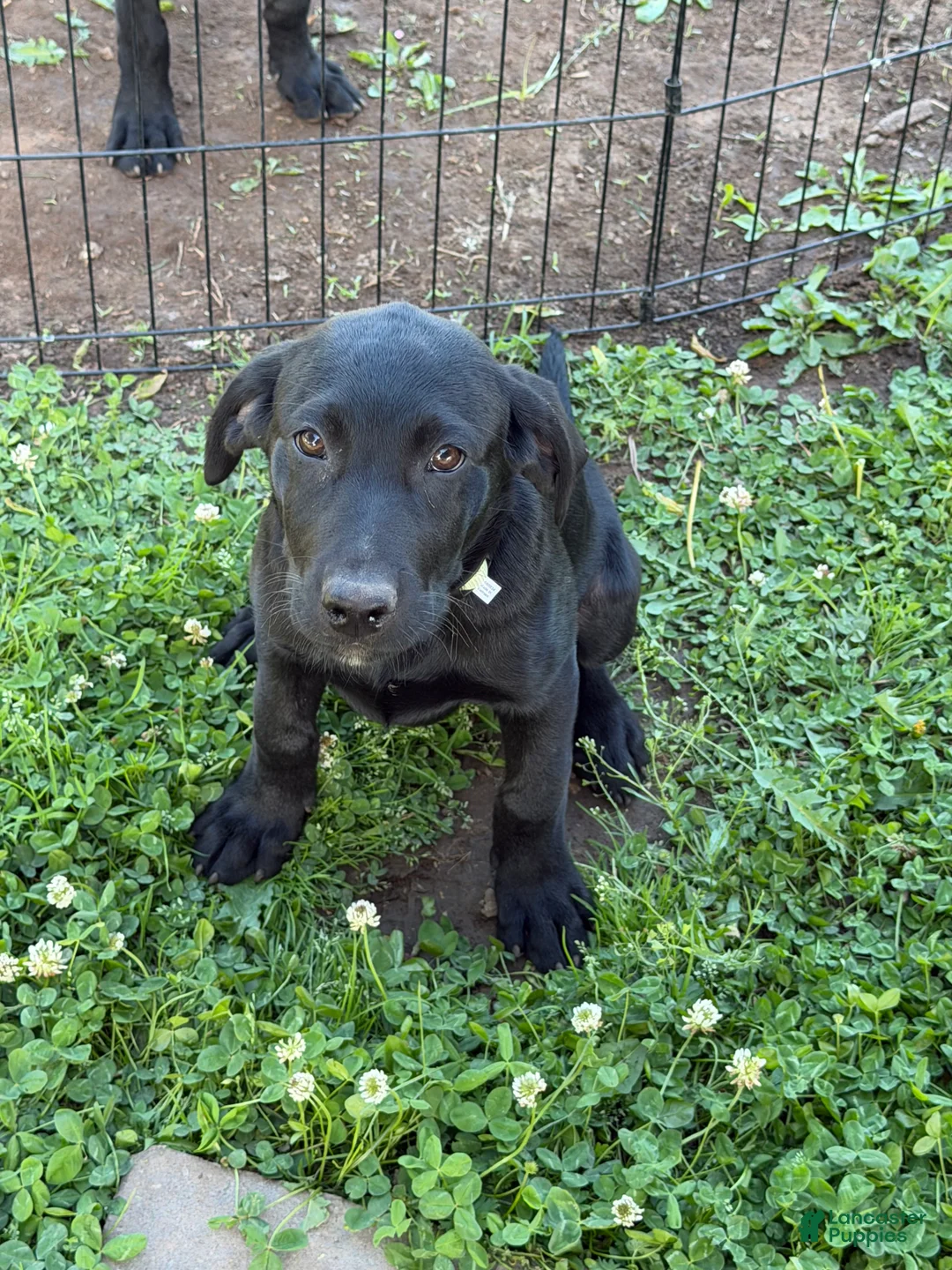 Labrador Retriever dogs for sale: Labrador Retriever Puppy 1 - Ad 1
