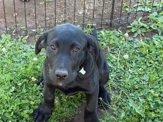 Labrador Retriever dogs Labrador Retriever Puppy 1 - Ad 9