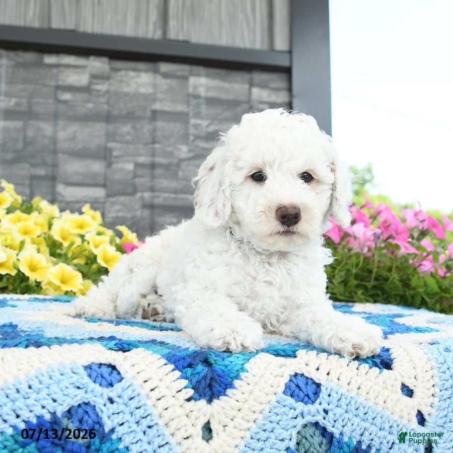 Mini Goldendoodle dogs Chuckles  - Ad 2