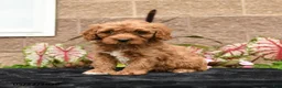 Cavapoo dogs for sale: Vivaldi - Ad 3