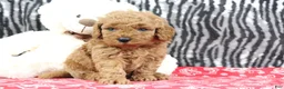 Mini Goldendoodle dogs for sale: Bouncer - Ad 6
