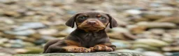 Doberman Pinscher dogs for sale:  Griffin 🐶 - Ad 1