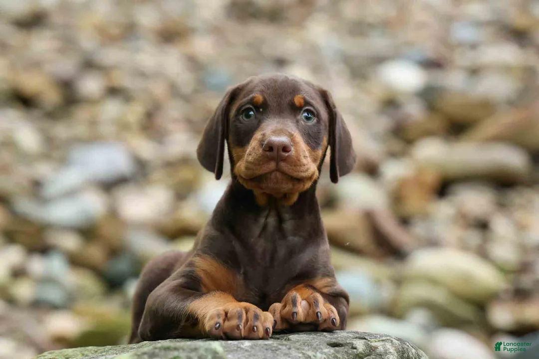 Doberman Pinscher dogs for sale:  Griffin 🐶 - Ad 1