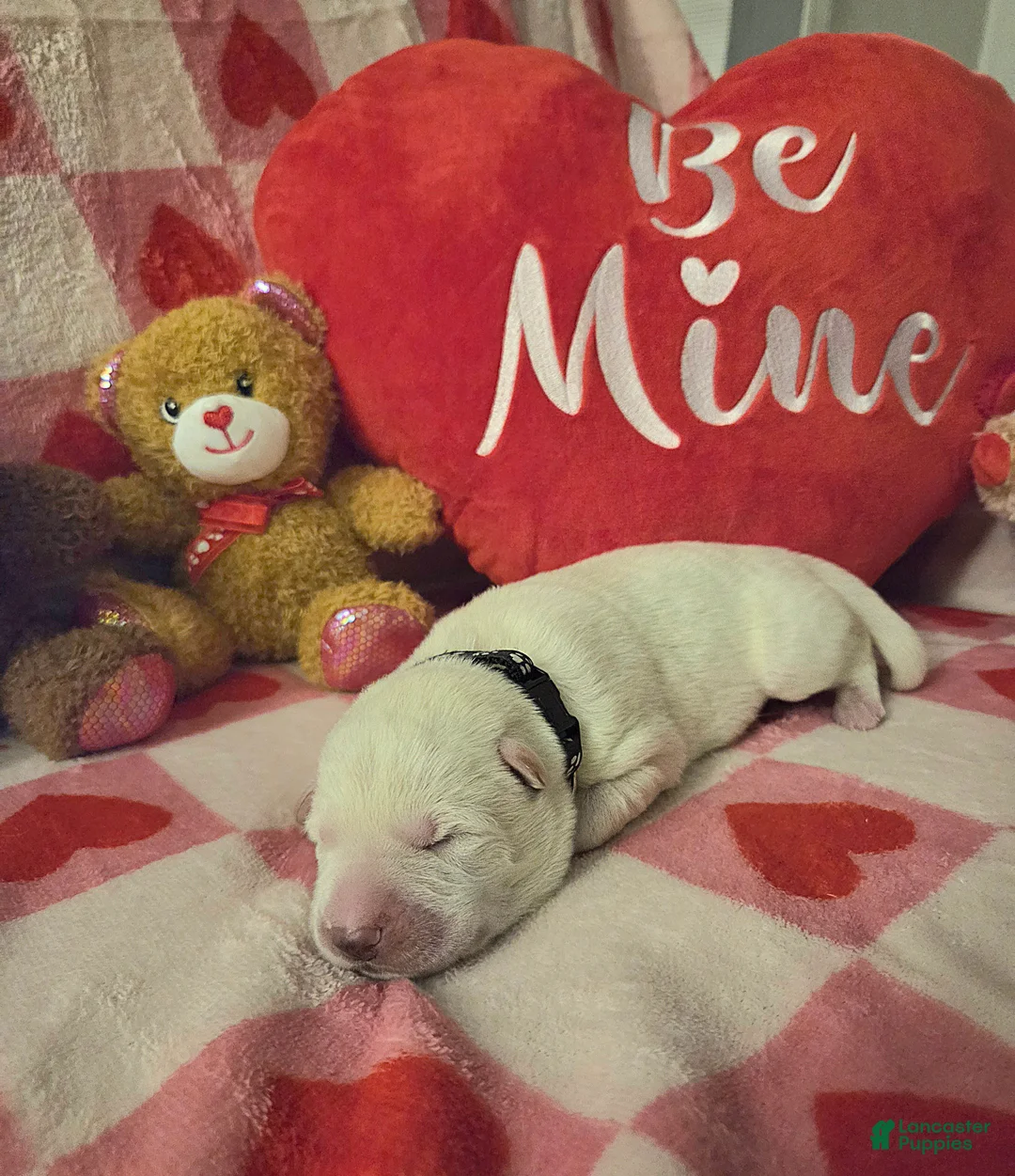 German Shepherd dogs for sale: German Shepherd Puppy 2 - Ad 2