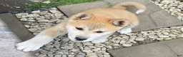 Akita dogs for sale: Akita Puppy 3 - Ad 5