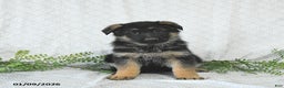 German Shepherd dogs for sale: Maggy - Ad 3