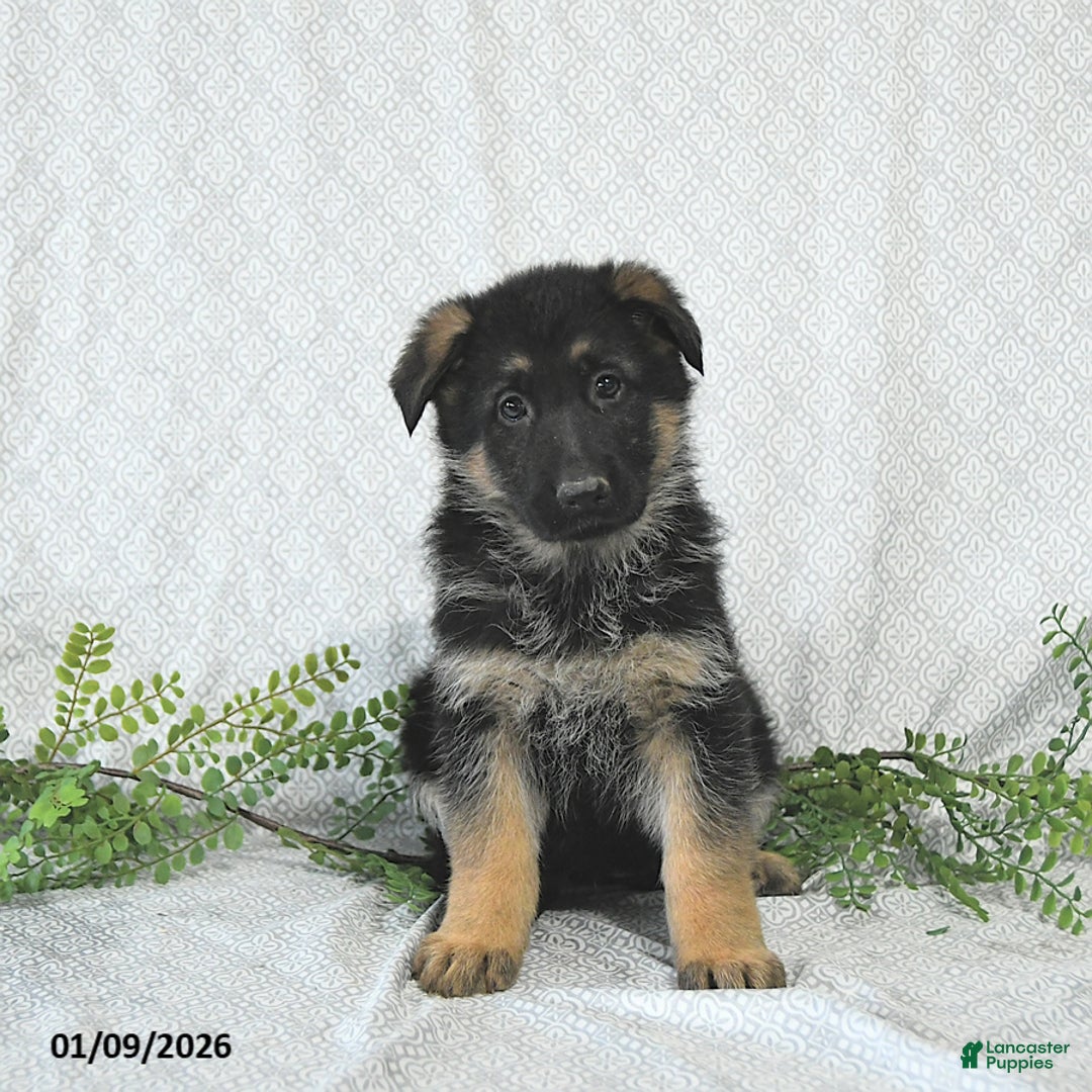 German Shepherd dogs for sale: Maggy - Ad 3
