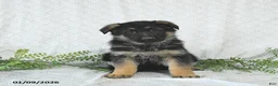German Shepherd dogs for sale: Maggy - Ad 8