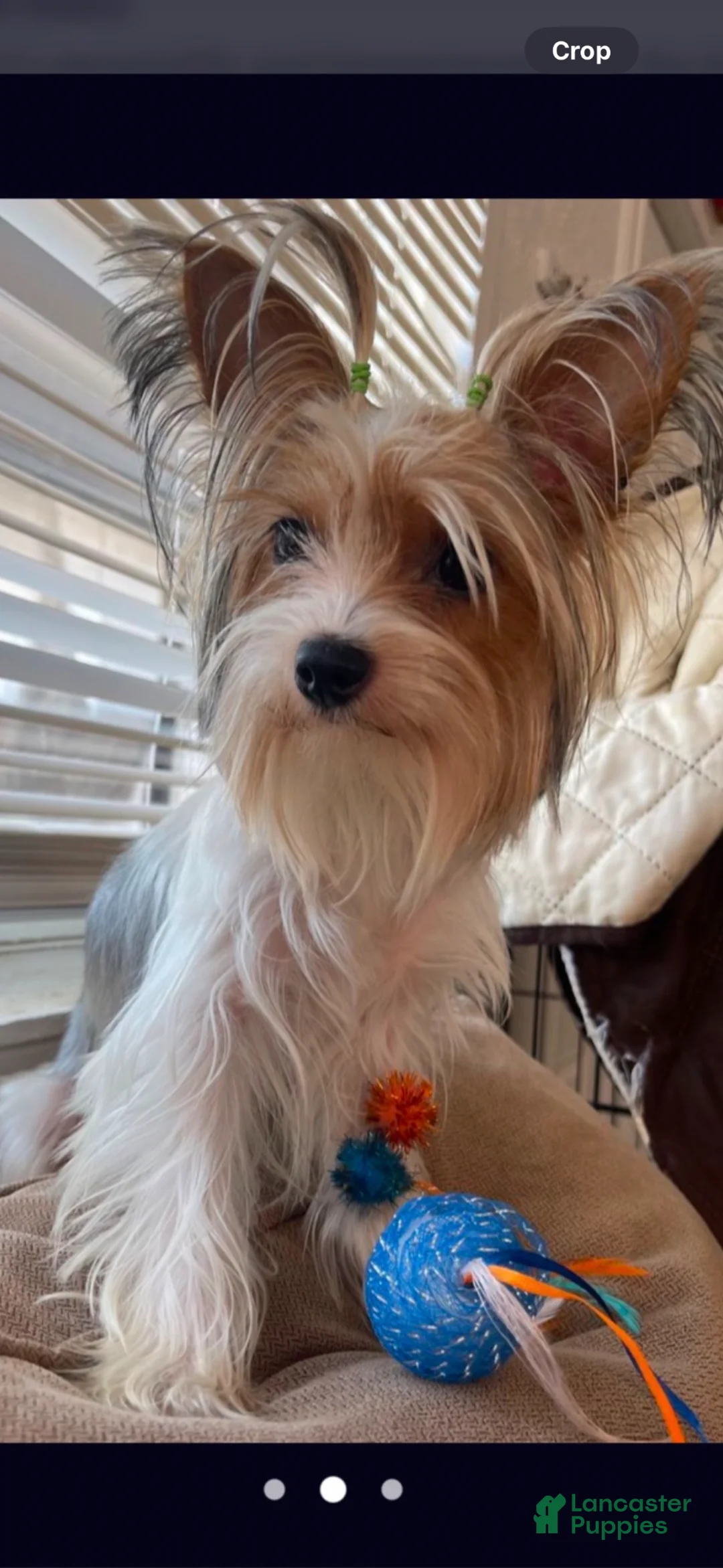 Mixed Breed dogs for sale: Simon - Ad 3