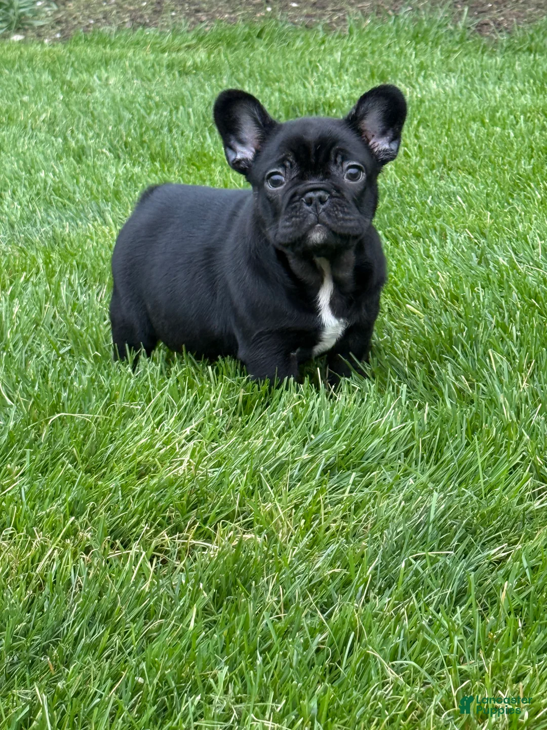 French Bulldog dogs for sale: Dakota  - Ad 10
