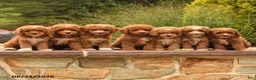 Cockapoo dogs for sale: Oran - Ad 5