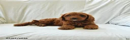 Mini Goldendoodle dogs for sale: Lucy - Ad 2