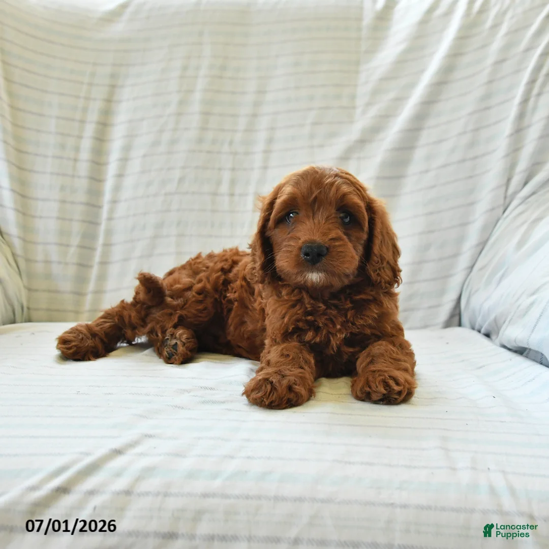 Mini Goldendoodle dogs for sale: Lucy - Ad 2