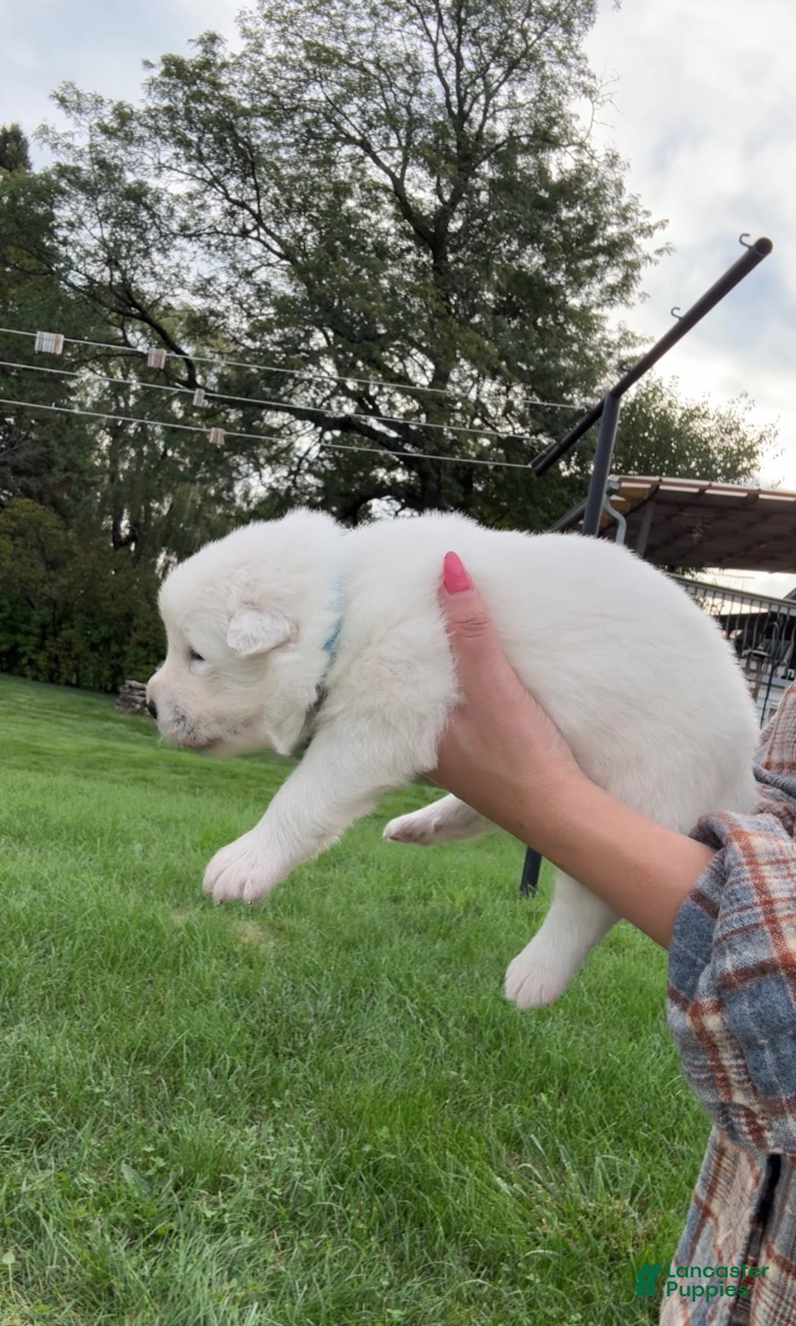 Samoyed