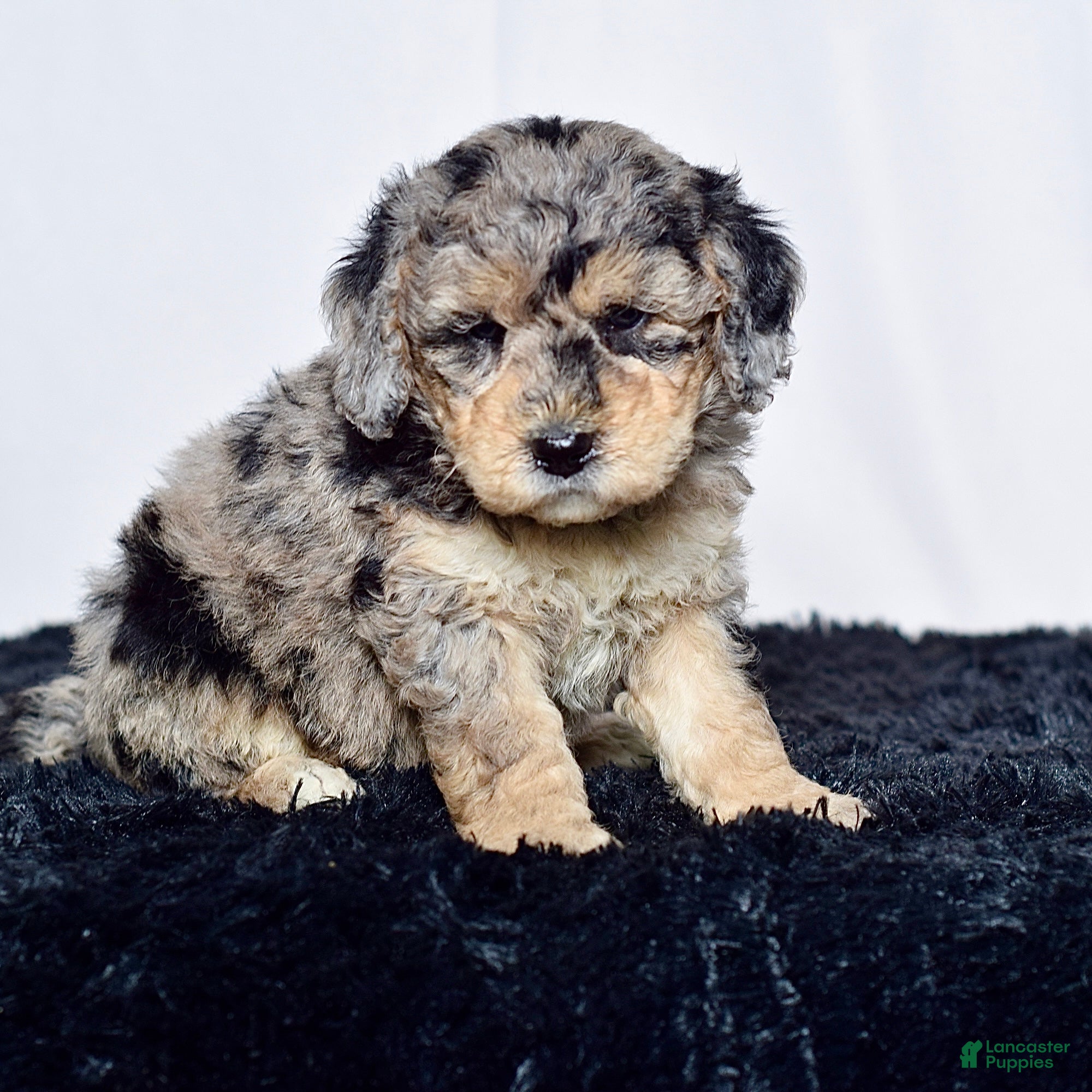 Mini Goldendoodle dogs for sale: Mr. Kip - Ad 4
