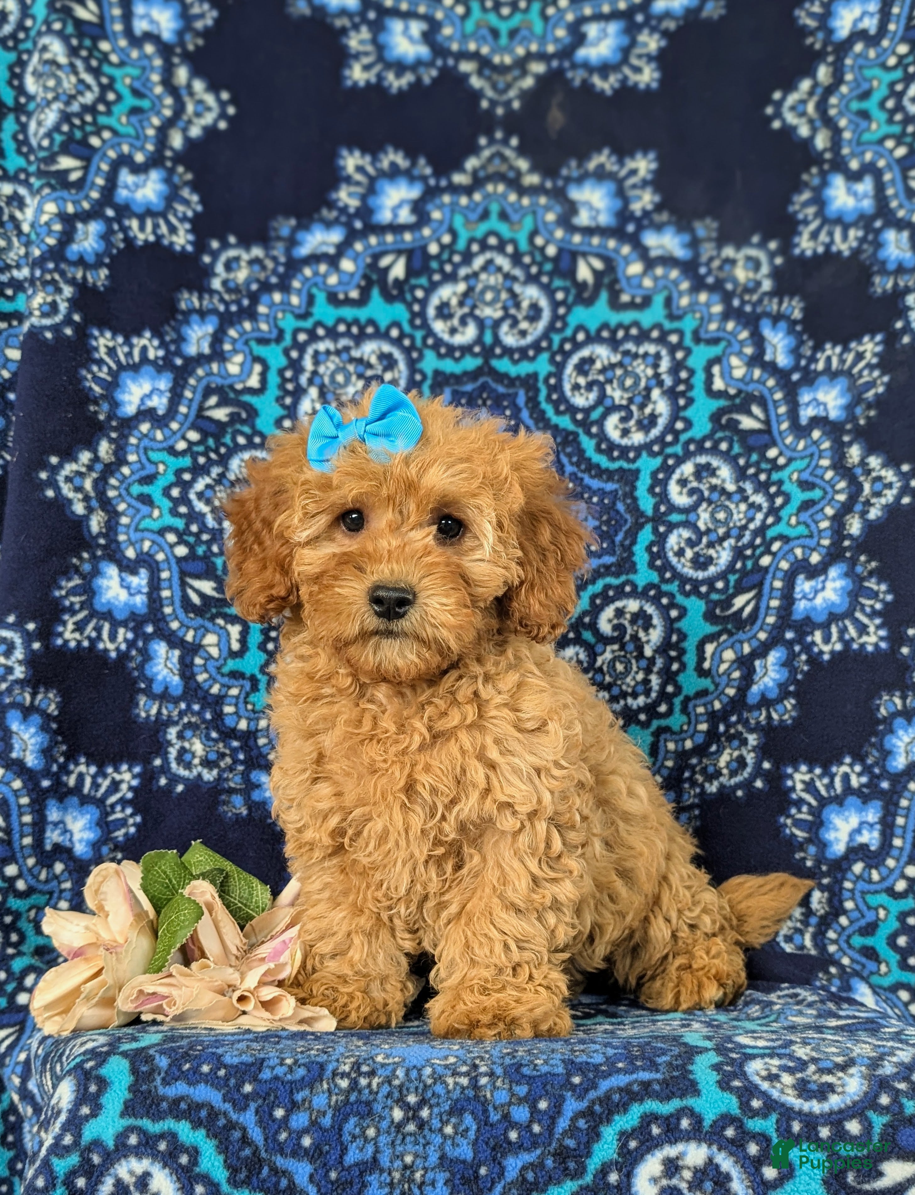 Cockapoo dogs Nyla Hypoallergenic - Ad 1