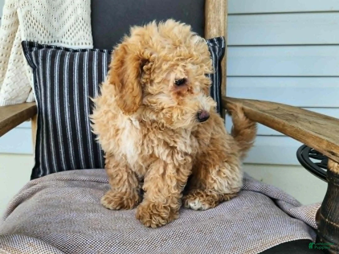 Mini Bernedoodle dogs for sale: Liam - Ad 2