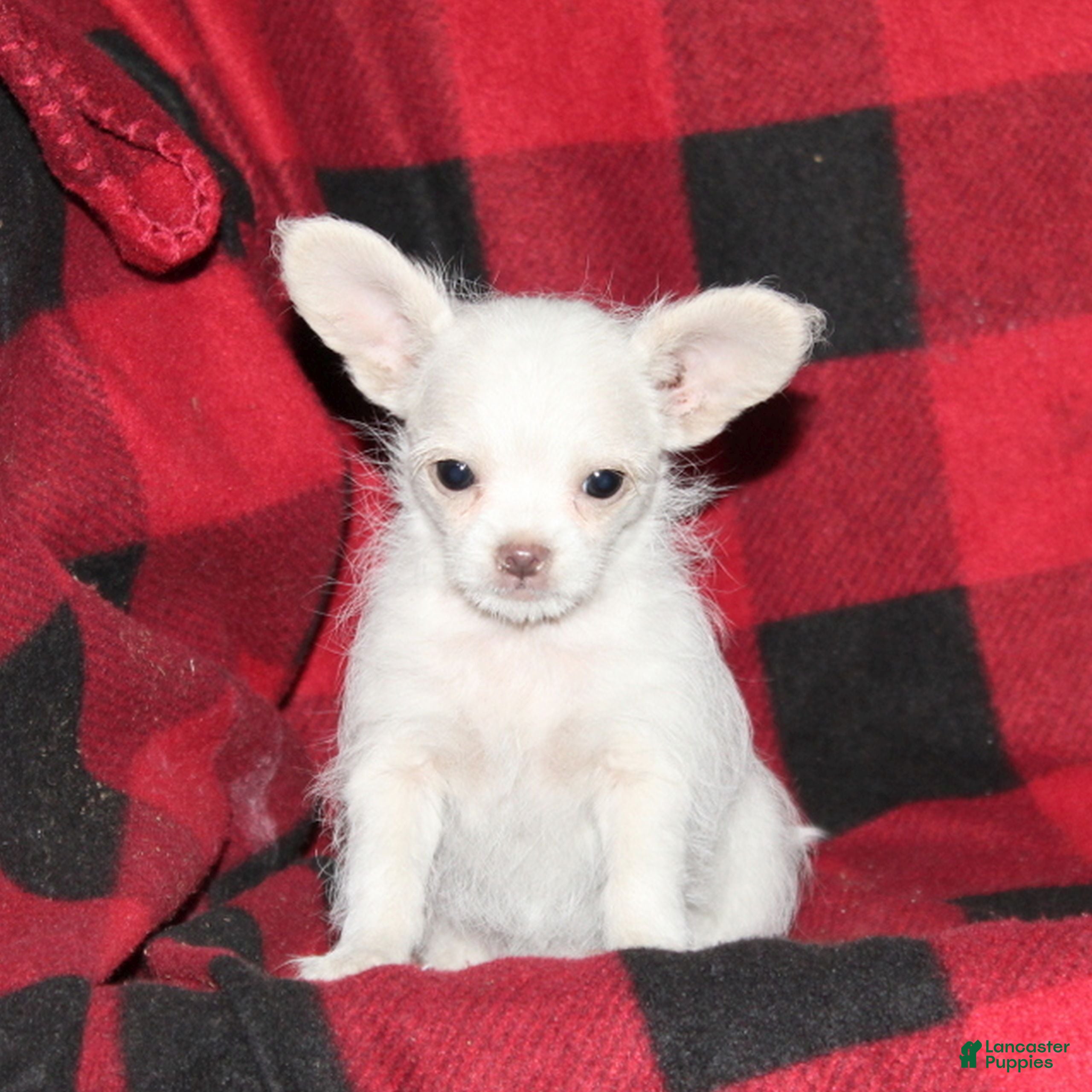 Mixed Breed dogs Fern  - Ad 25