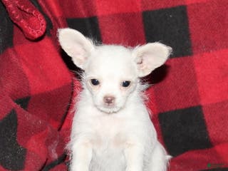 Mixed Breed dogs Fern - Ad 25