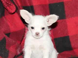 Mixed Breed dogs Fern - Ad 7