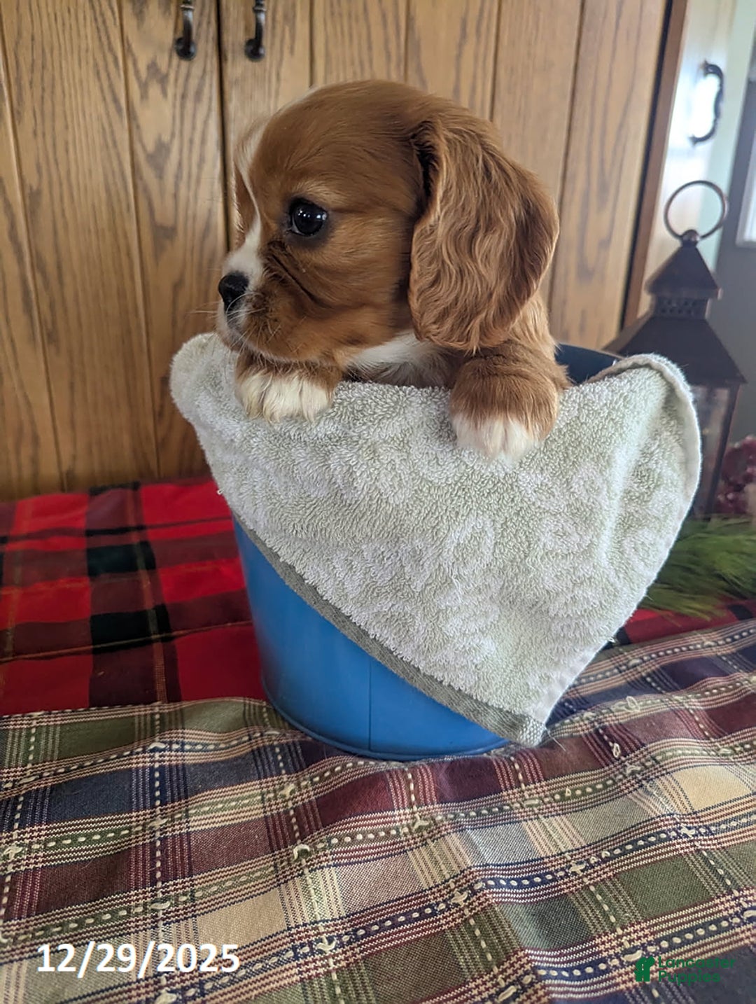 Cavalier King Charles Spaniel dogs for sale: Ranger - Ad 3