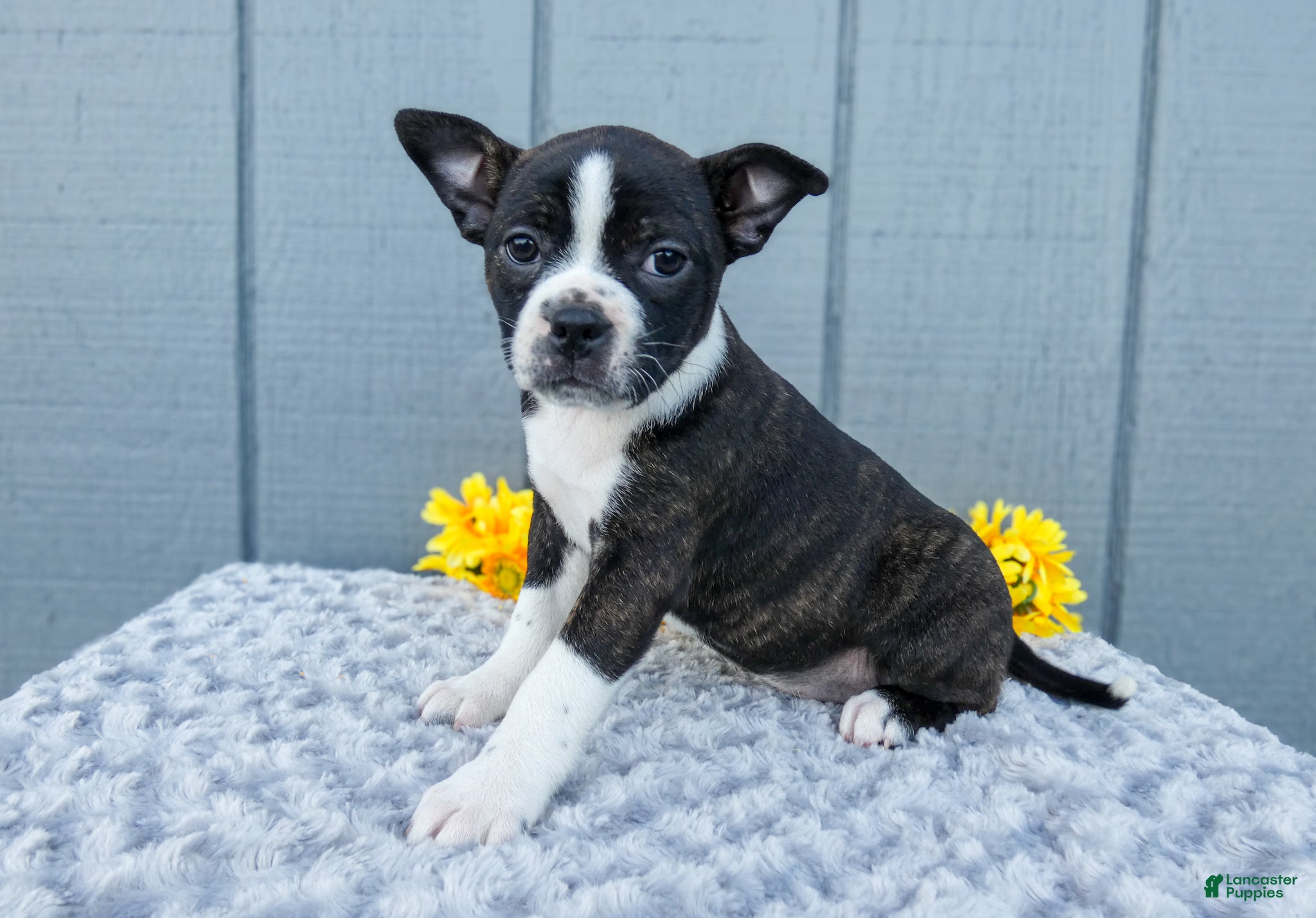 Mixed Breed dogs Sophie - Ad 1