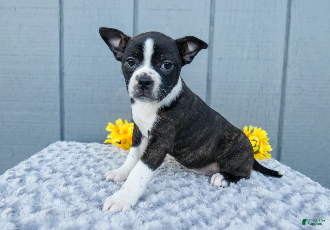 Mixed Breed dogs for sale: Sophie - Ad 1
