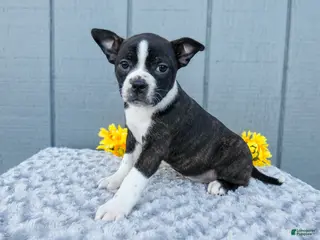 Mixed Breed dogs for sale: Sophie - Ad 4