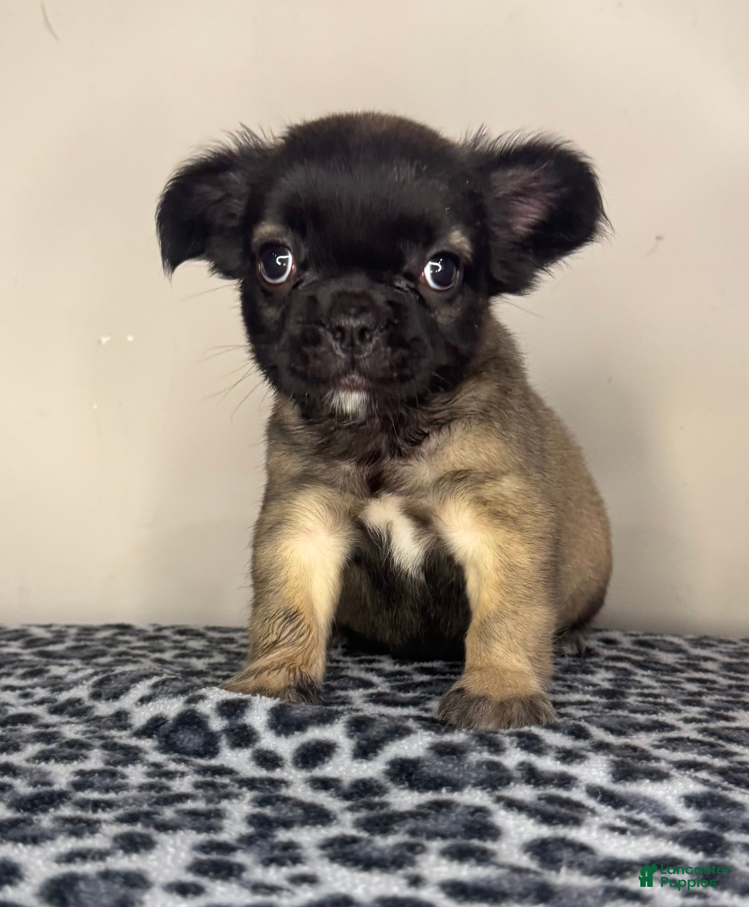 French Bulldog dogs French Bulldog 2 - Ad 40