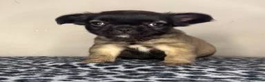 French Bulldog 2