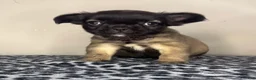 French Bulldog dogs for sale: French Bulldog 2 - Ad 1