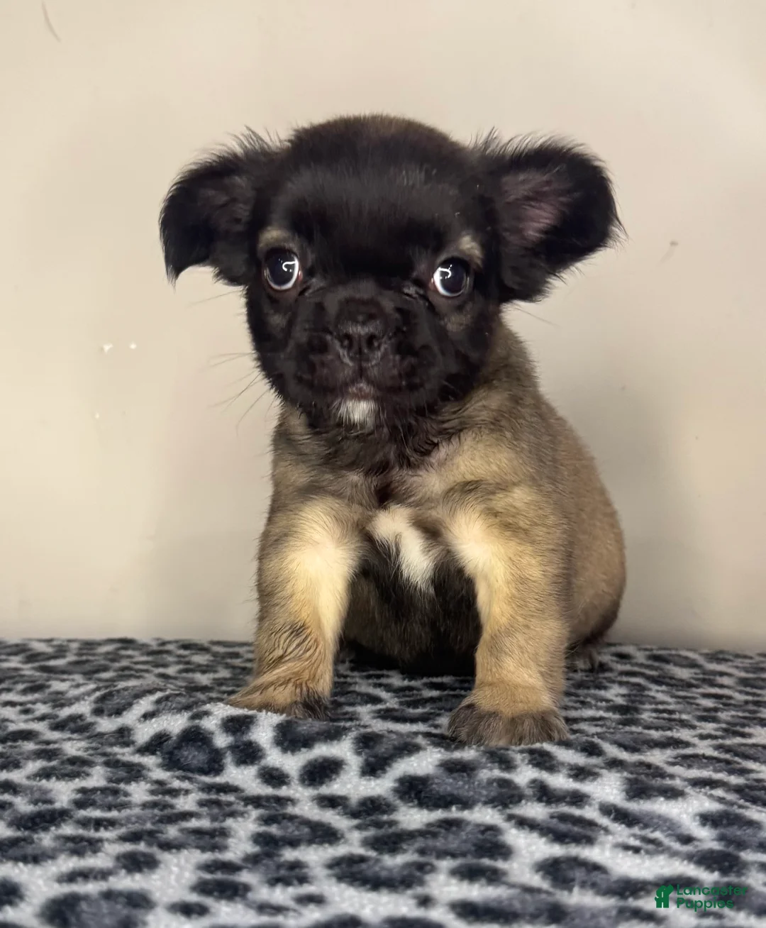 French Bulldog dogs for sale: French Bulldog 2 - Ad 1