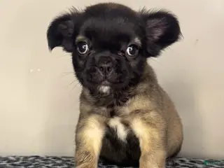 French Bulldog dogs French Bulldog 2 - Ad 34