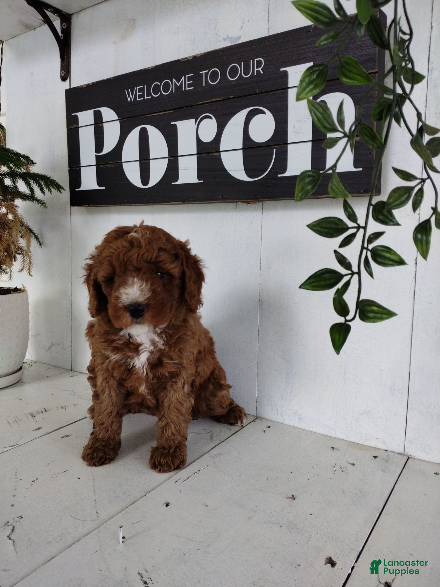 Toy Poodle dogs Lexi - Ad 1