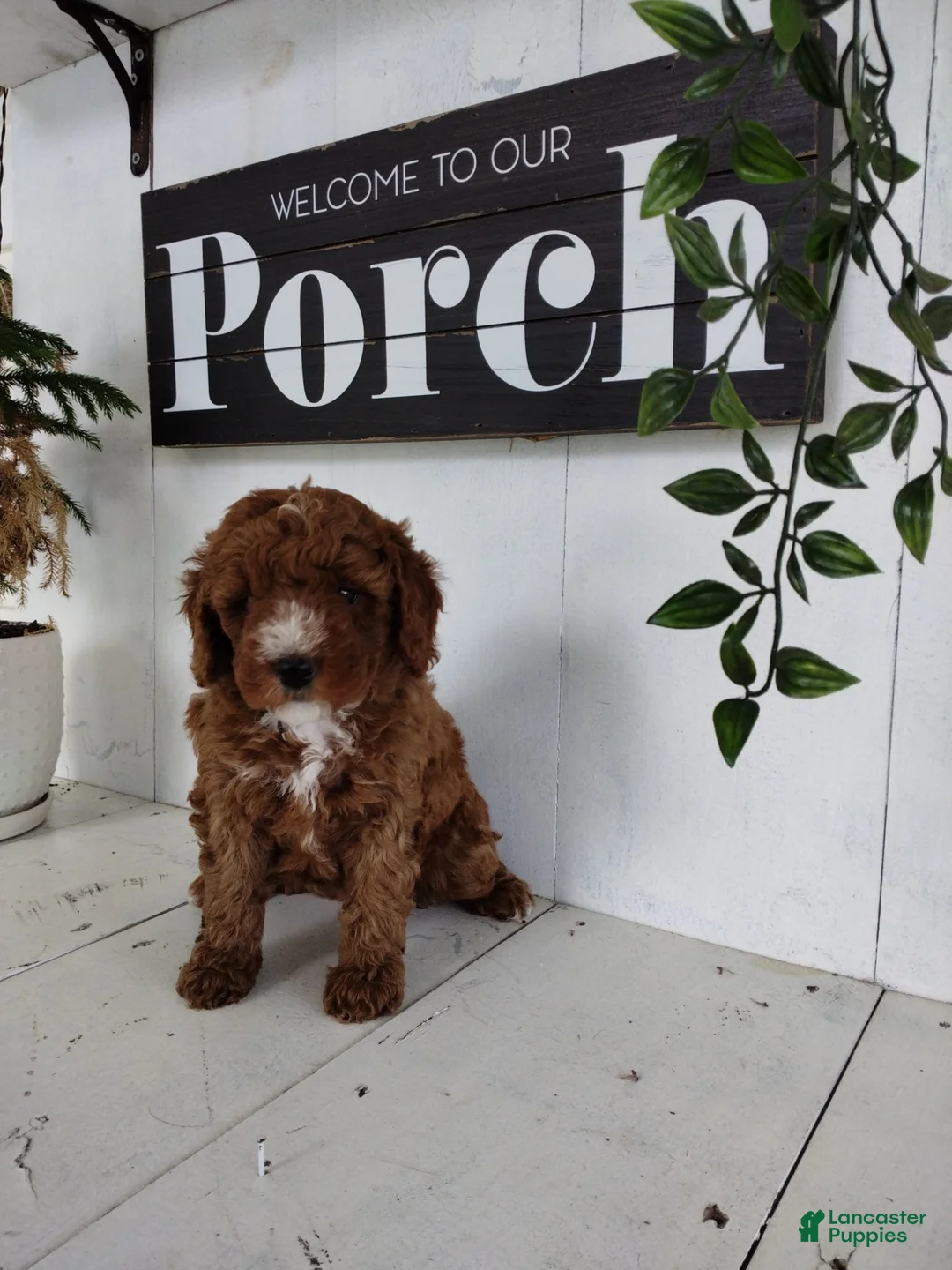Toy Poodle dogs for sale: Lexi - Ad 1