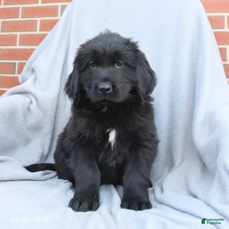 Newfoundland dogs Moose - Ad 2