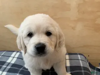 Golden Retriever dogs for sale: Duke - Ad 4