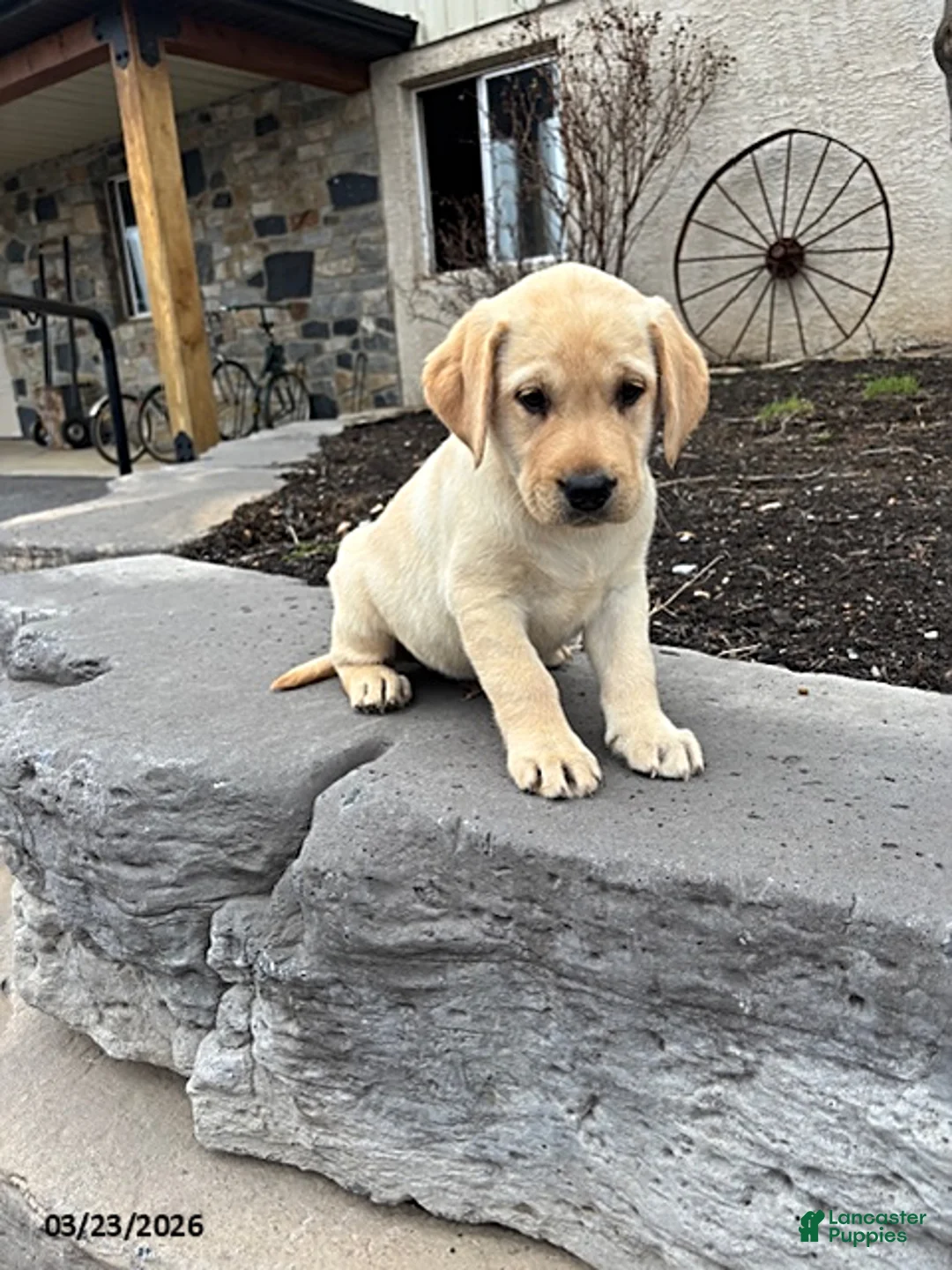 Labrador Retriever dogs for sale: Hank - Ad 1
