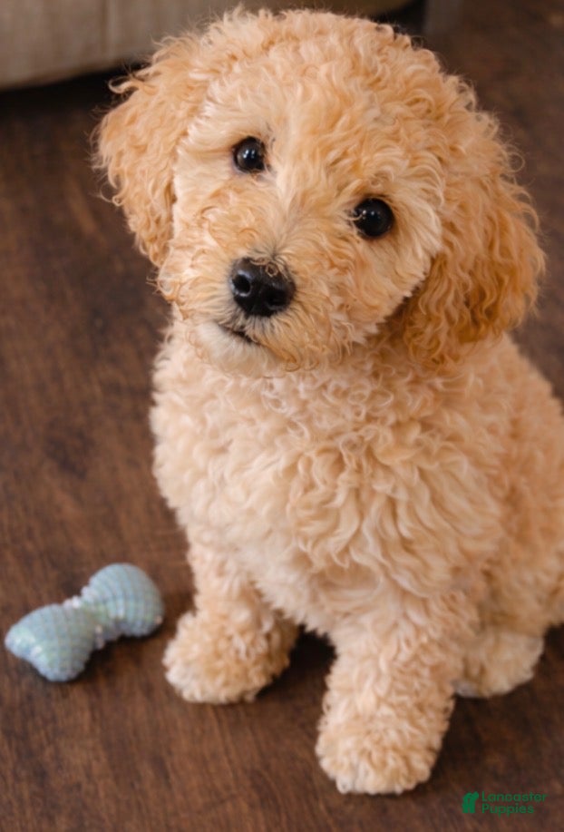 Goldendoodle dogs Goldendoodle Puppy 1 - Ad 1