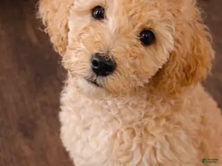 Goldendoodle dogs for sale: Goldendoodle Puppy 1 - Ad 1
