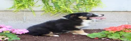 Australian Shepherd dogs for sale: Tucker - Ad 4