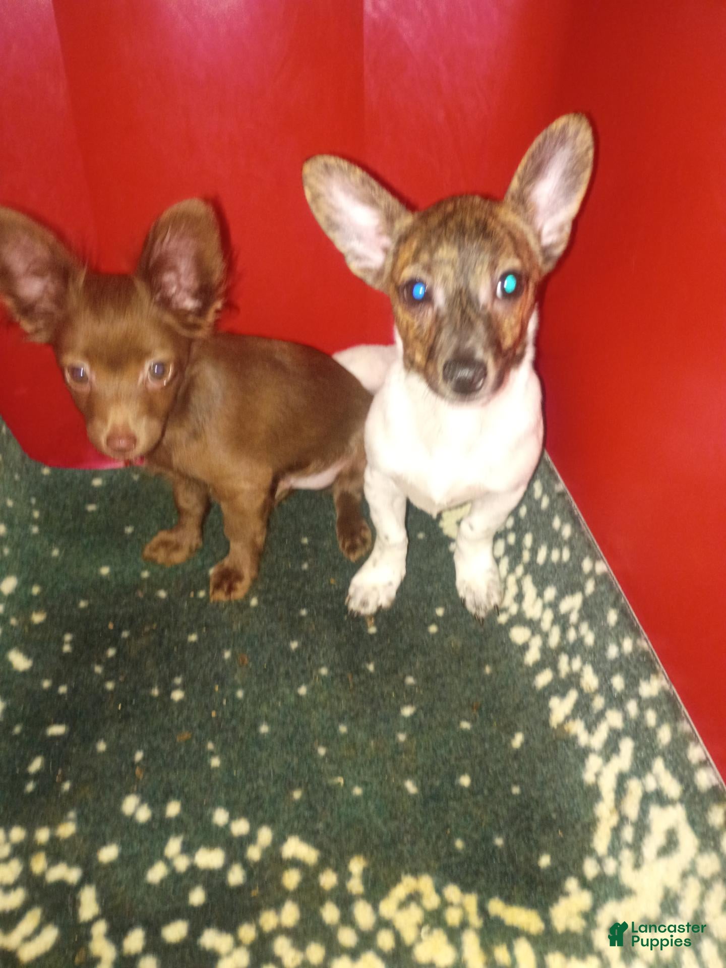 Chihuahua dogs for sale: Rat-Chi  - Ad 4