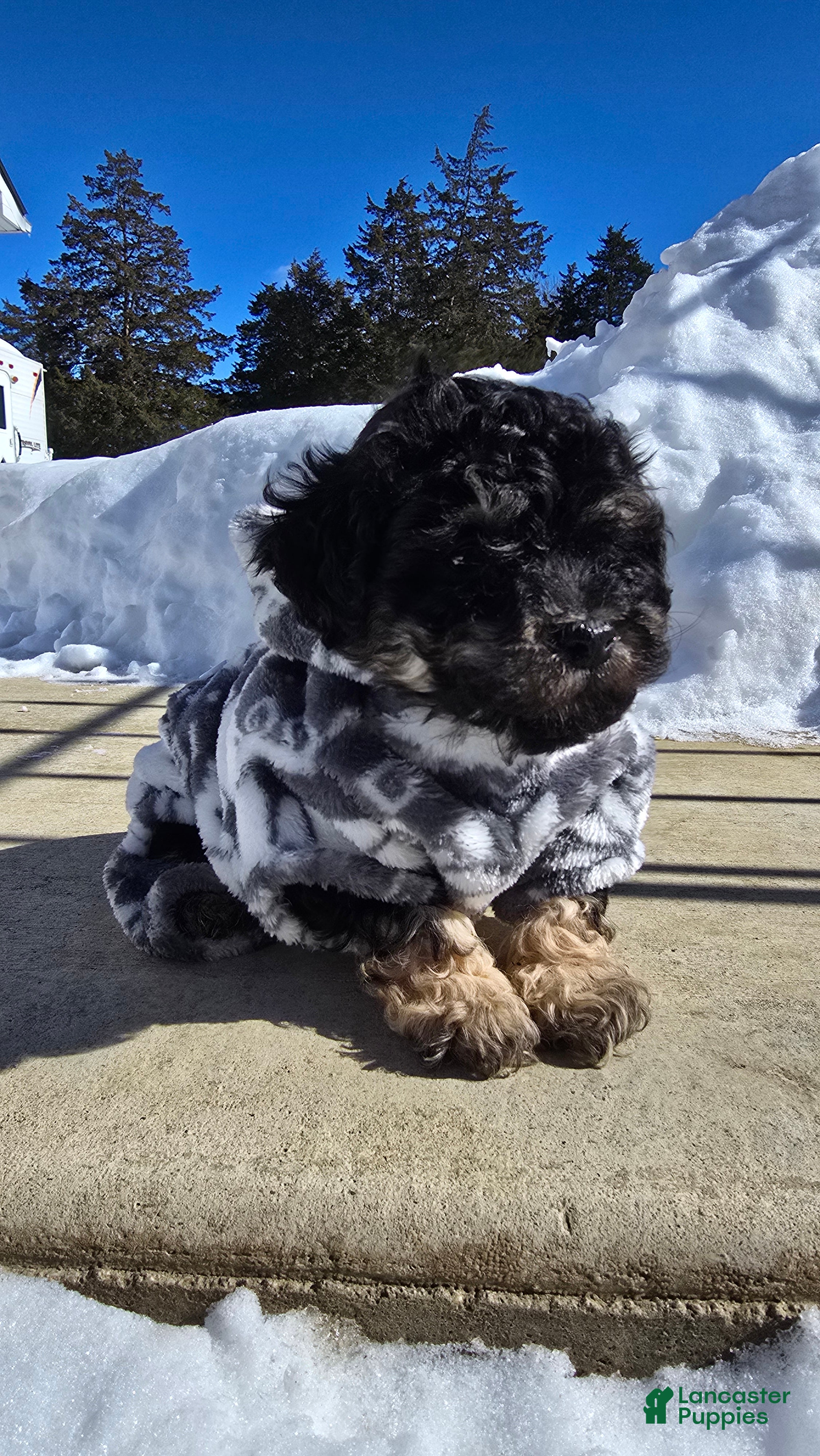 Toy Poodle dogs Blake - Ad 2