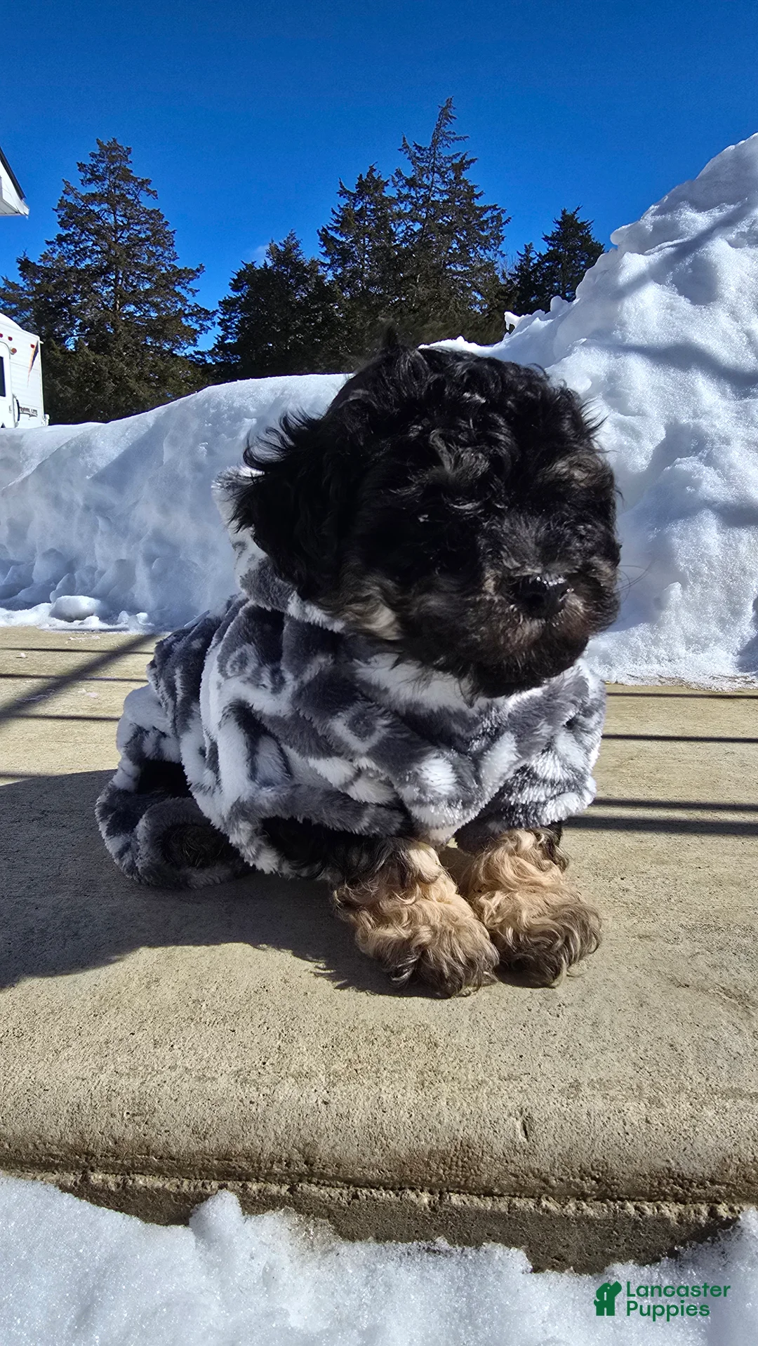 Toy Poodle dogs for sale: Blake - Ad 2